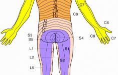 Dermatomes Map Images In Collection Page Printable Dermatome