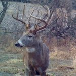 2018 Whitetail Rut Forecast And Hunting Guide | Whitetail Habitat   Texas Rut Map