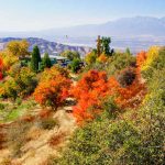 Autumn Leaves In California | Visit California   California Fall Color Map 2017