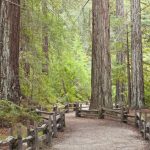 California Redwood Forests: Where To See The Big Trees   Giant Redwood Trees California Map