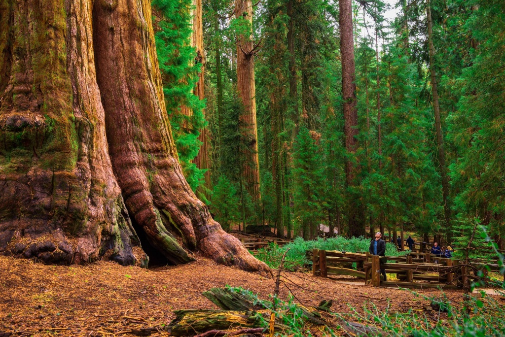 California Redwood Forests: Where To See The Big Trees - Redwood Forest California Map