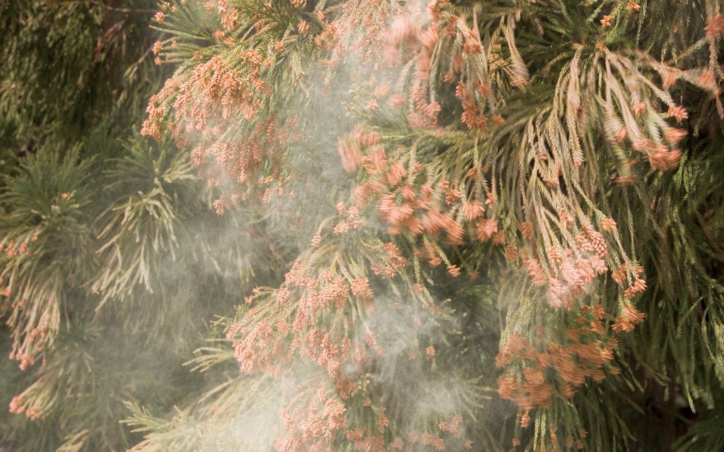 Central Texans, Beware Of Cedar Fever This Year – Texas Monthly - Pollen Map Texas