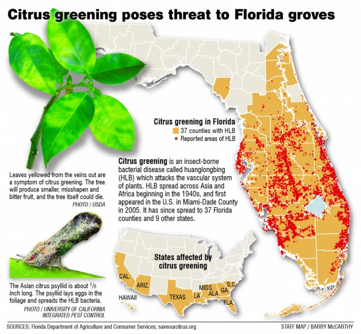 Citrus Greening Florida's Bittersweet Harvest Extra Where Are