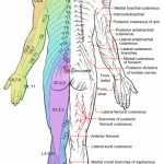 Dermatome Patterns: A Map Of Where Our Nerves Send Pain Signals Out   Printable Dermatome Map