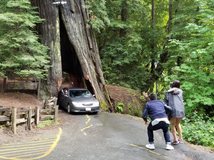 Giant Redwood Trees California Map