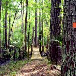 Florida Trail Hiking Guide   Guthook Guides   Florida Trail Maps Download