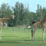 Giraffes Killedlightning Strike At Lion Country Safari, Park   Lion Country Safari Florida Map