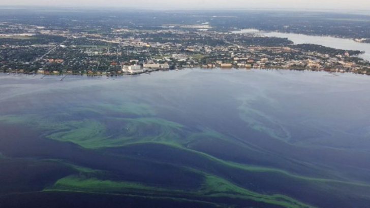 Toxic Algae In Florida Map