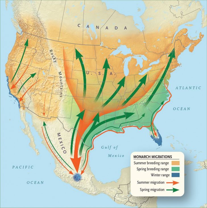 Monarch Butterfly Migration Map California