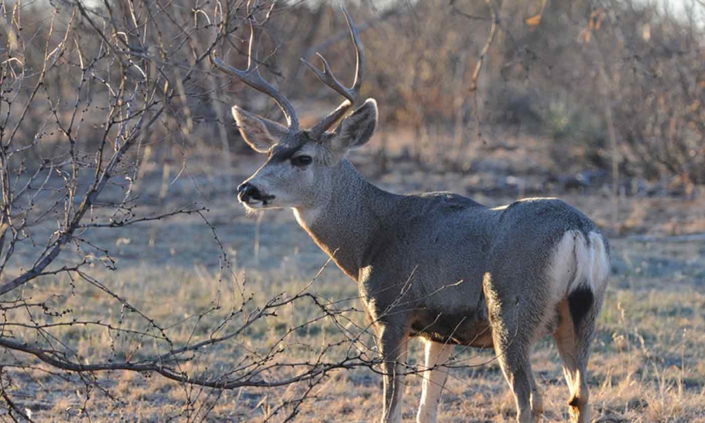 Mule Deer — Texas Parks &amp;amp; Wildlife Department - Mule Deer Population Map Texas