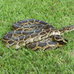 Newly Discovered Hybrid Pythons Are Threatening Florida's Wildlife   Florida Snake Problem Map
