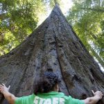 Places To See Big Trees | Visit California   Giant Redwoods California Map