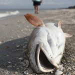Red Tide Crisis: The Science Behind The Toxic Algae Bloom On   Map Of Florida Beaches Gulf Side