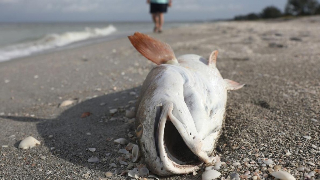 Red Tide Crisis: The Science Behind The Toxic Algae Bloom On - Map Of Florida Beaches Gulf Side