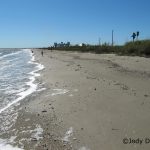 Seashell Collecting On Texas Beaches « Beach Treasures And Treasure   Texas Gulf Coast Beaches Map