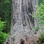 Ten Must See Redwood Trees   Giant Redwood Trees California Map