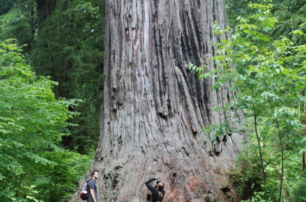 Ten Must See Redwood Trees - Giant Redwoods California Map