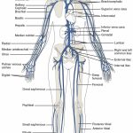 This Diagram Shows The Major Veins In The Human Body. | Venas & Arteries   Printable Body Maps