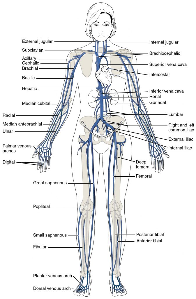 This Diagram Shows The Major Veins In The Human Body ...