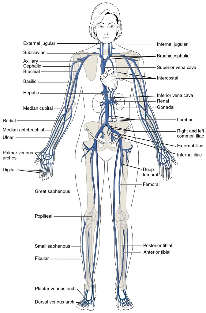 This Diagram Shows The Major Veins In The Human Body. | Venas &amp;amp; Arteries - Printable Body Maps