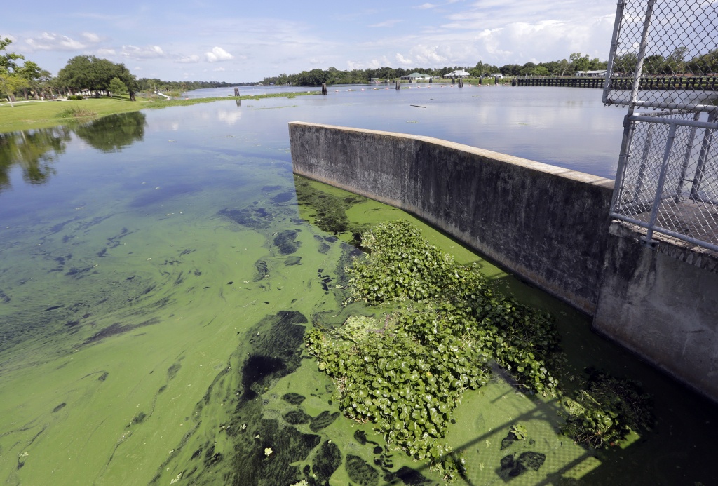 Toxic Blue-Green Algae Plagues South Florida's Waterways; Governor - Florida Blue Green Algae Map