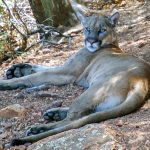 Tracking Elusive Mountain Lions In The Mountains Of West Texas   Mountain Lions In Texas Map